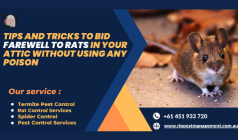 How To Humanely Get Rid Of Rats Venturing Your Attic?