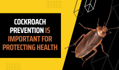 How Important Is Cockroach Prevention To Ensure Health Protection?