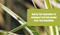 How To Keep Your Yard And Garden Free From Tick Infestation?