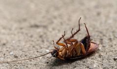 How Crucial Is Professional Cockroach Control For Schools and Daycares In Dee Why?