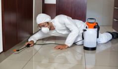 How Important is Termite Inspections and Control In Real Estate Transactions?