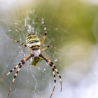 Top Tips For Spider Control From Foundation to Roof In Your Property