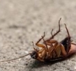 How Crucial Is Professional Cockroach Control For Schools and Daycares In Dee Why?