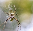 Top Tips For Spider Control From Foundation to Roof In Your Property