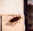 Why Ignoring Cockroach Problems Could Add to the Costs In Future?